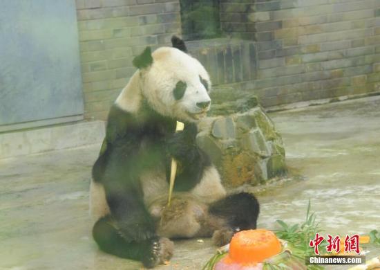 林业局:大熊猫仍是濒危物种 保护级别降低尚早
