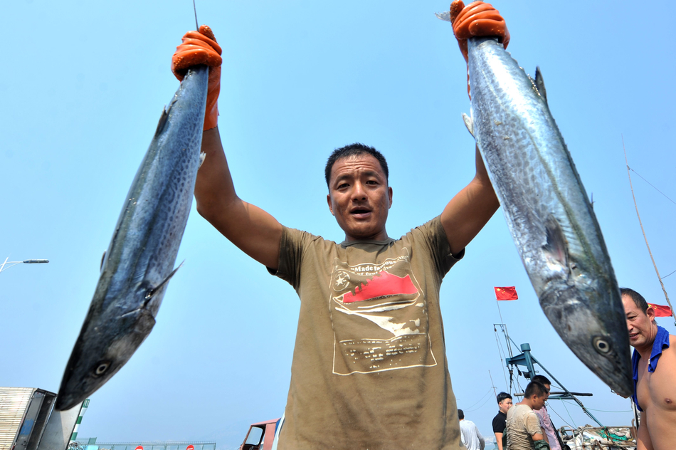 青岛海产丰收 一天4万斤秋鲅鱼卖出白菜价(图)