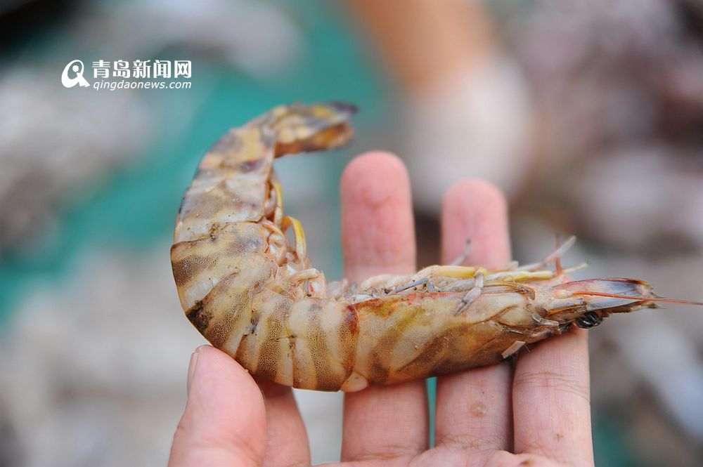 高清:竹节虾对虾肥美上岸 地道海捕大虾尝鲜喽