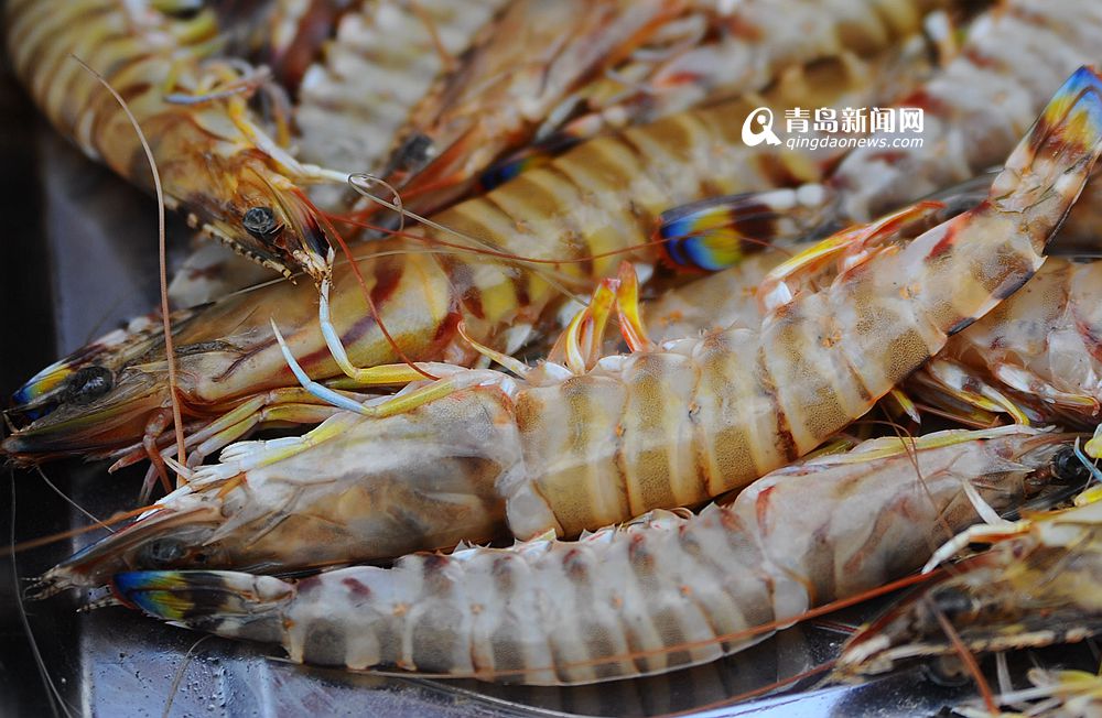 高清:竹节虾对虾肥美上岸 地道海捕大虾尝鲜喽