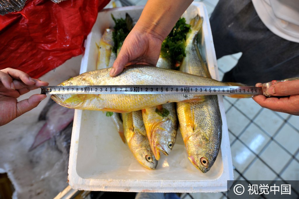 山东青岛捕获6条罕见大黄鱼 每斤售价2600元