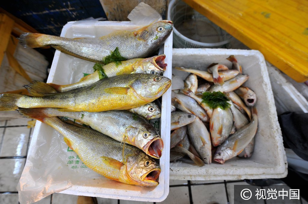 山东青岛捕获6条罕见大黄鱼 每斤售价2600元