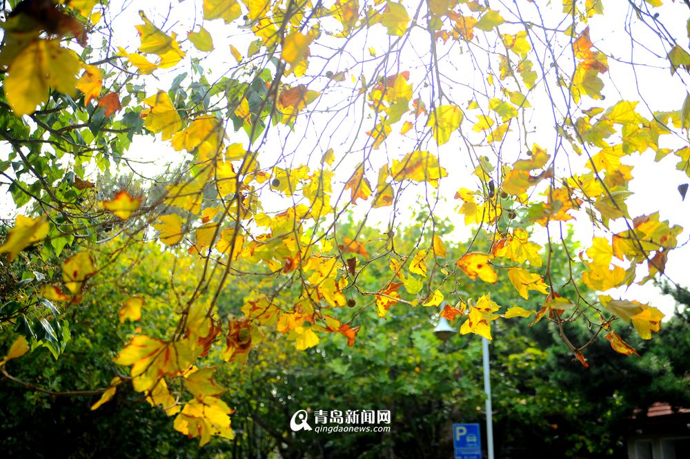 【秋游八大关】九月的湛山二路 法桐悄然泛黄
