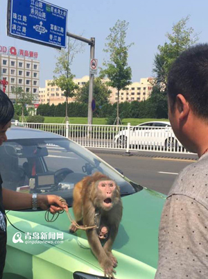 马戏团猴子大闹出租车 抢夺方向盘险酿事故