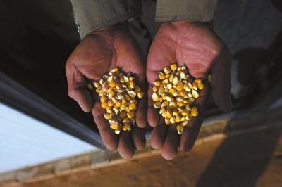 陕西靖边4000亩转基因玉米遭强铲 种子经销商被拘留