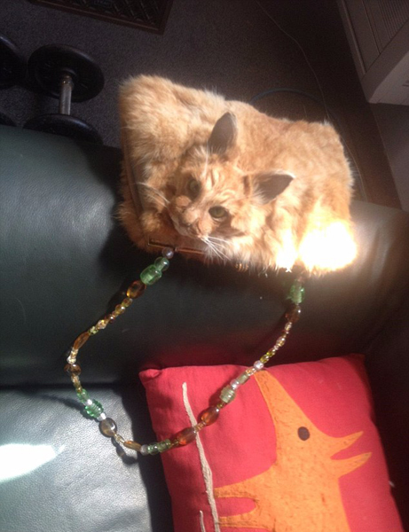 新西兰公开拍卖猫咪标本手提包 起拍价近万元