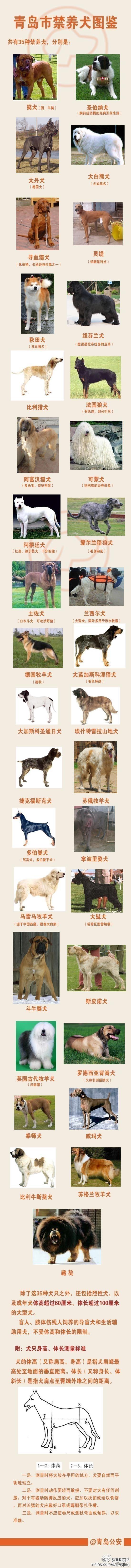 一张图了解青岛35种禁养犬