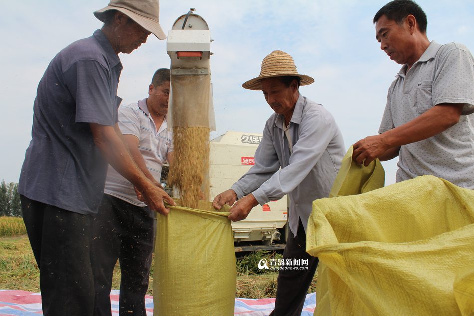 平均亩产980.43公斤 青岛超级稻创纪录