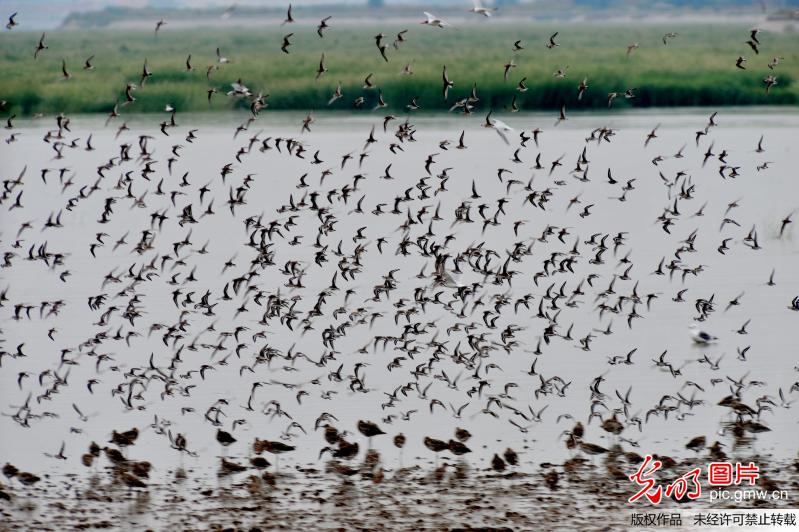 罕见北极候鸟大批迁徙过境胶州湾 场面壮观