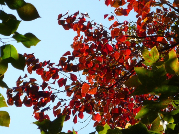 秋日胜春朝 十一假期来青岛看这7大类彩叶树