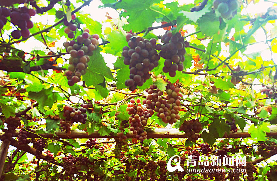 【美丽乡村】城阳宫家村：葡萄架下的闲暇生活