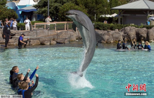美国圣地亚哥海洋世界的海豚为儿童表演