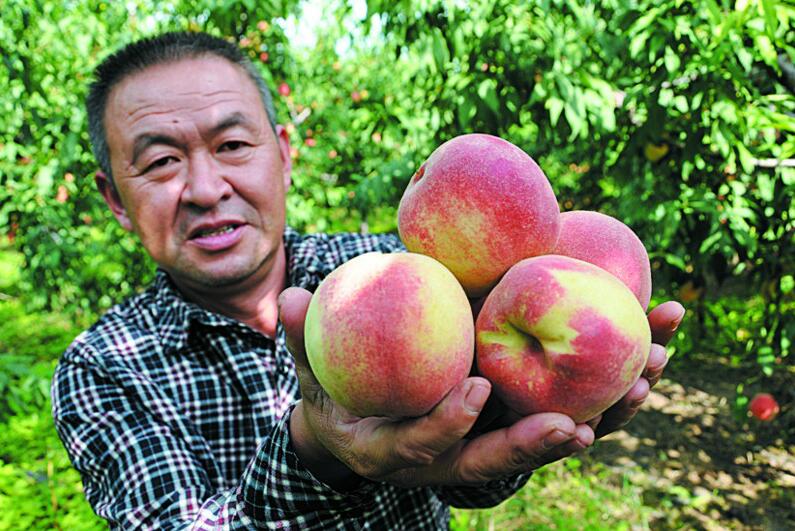 胶州百亩晚熟桃进入采摘季 将持续一个月