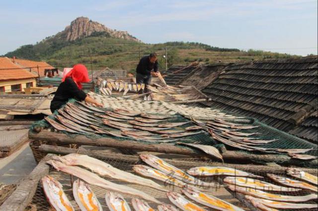 即墨晒鱼村年产干鱼260万斤 房前屋顶到处是鱼