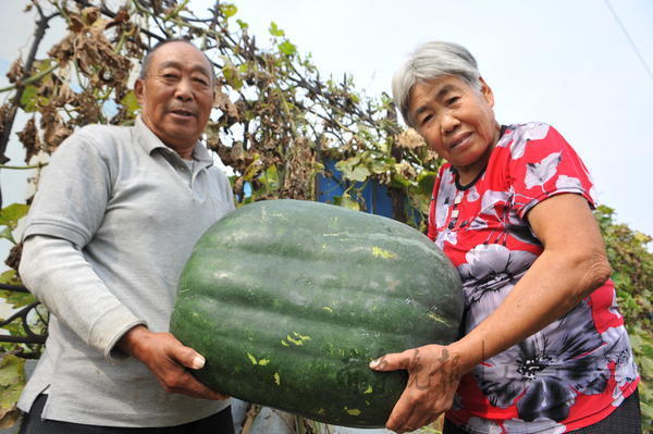 胶州老夫妻种出51斤大冬瓜，12人同飨冬瓜宴