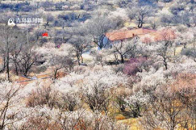 【美丽乡村】大崮村:樱皇谷花开成海 美醉乡间