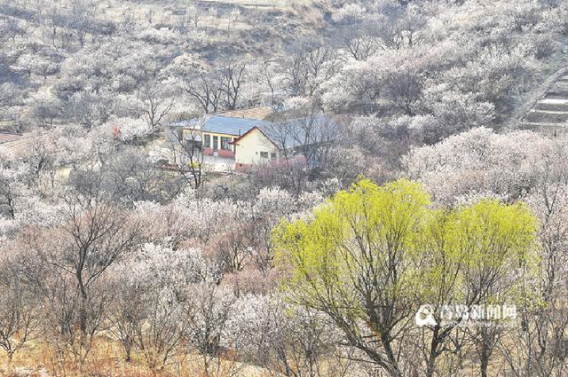 【美丽乡村】大崮村:樱皇谷花开成海 美醉乡间