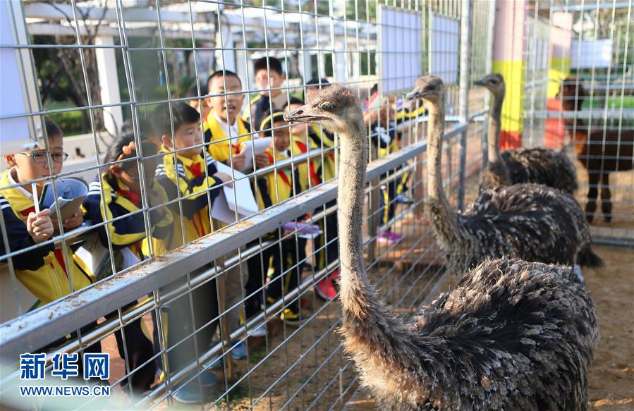 青岛一学校将动物园搬进校园 引进30余种动物