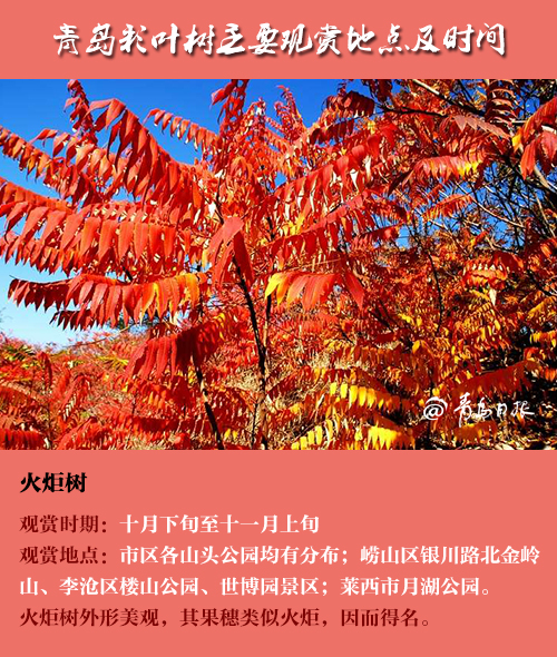 这个秋天，青岛最美的色彩在这里！