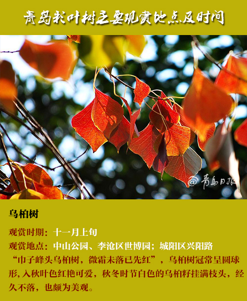 这个秋天，青岛最美的色彩在这里！