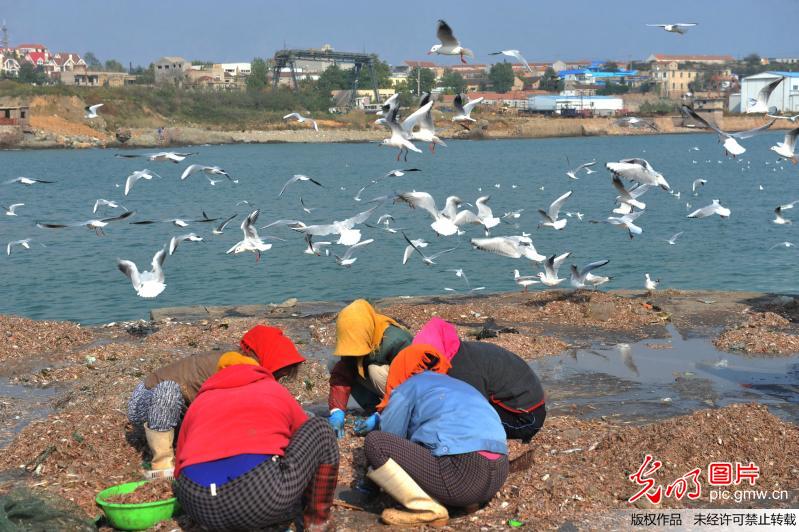 大批红嘴鸥迁回青岛渔村码头 海滩上嬉戏觅食