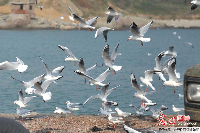 大批红嘴鸥迁回青岛渔村码头 海滩上嬉戏觅食