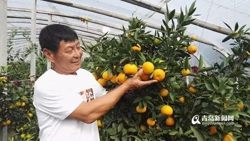 谁说橘生淮北则为枳 胶州农民种植蜜橘获成功