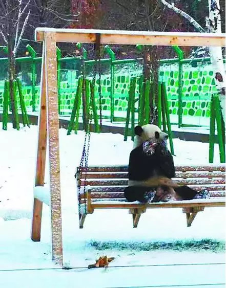 四川熊猫初次见到哈尔滨大雪 激动地满地打滚