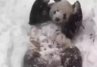 四川熊猫初次见到哈尔滨大雪 激动地满地打滚