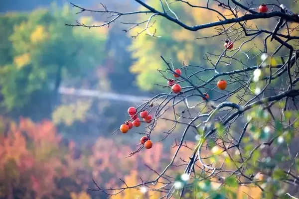 隐藏在青岛的世外桃源：秋天的九上沟色彩斑斓醉游人