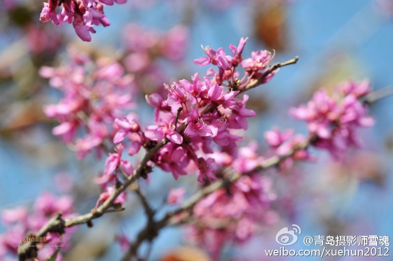 惊艳！青岛紫荆花反季盛开 仿若“秋去春来”