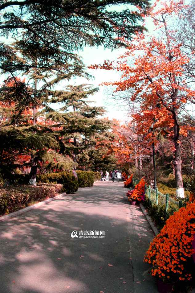 高清:中山公园的红叶'疯'了 色彩斑斓满枝头