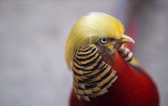杭州动物园内山鸡走红 因发型酷似特朗普(图)