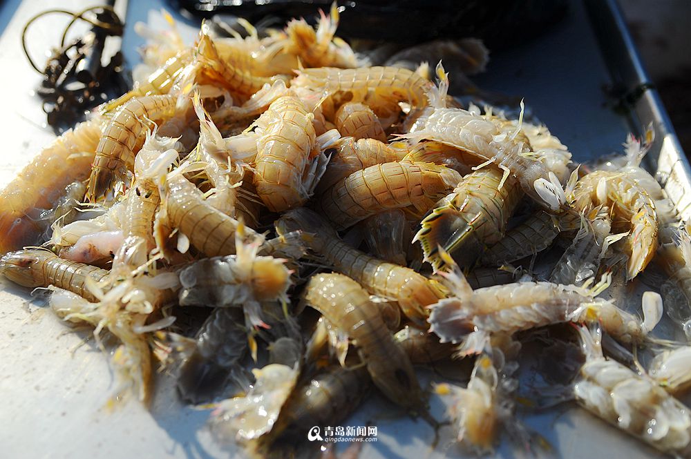 高清：当季虾酱新鲜上市 藏在渔村里的虾美味
