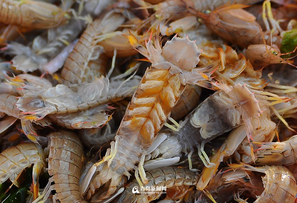 高清：当季虾酱新鲜上市 藏在渔村里的虾美味