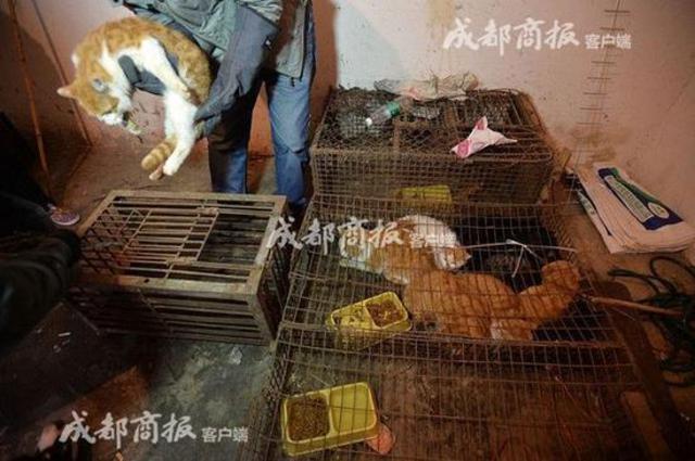 伪爱猫人每天杀猫100只 将猫肉当兔肉卖上餐桌