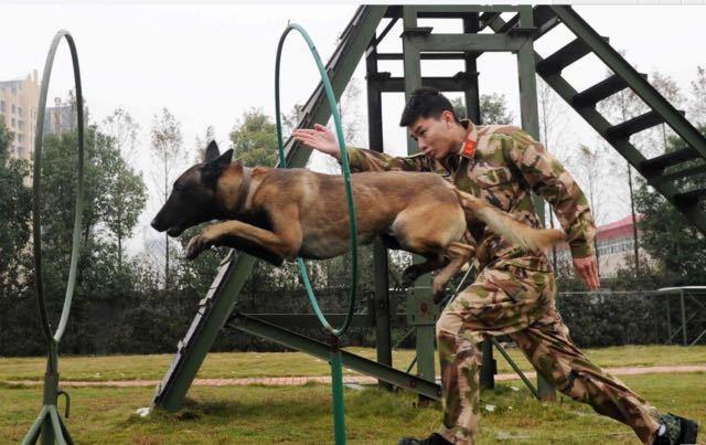 消防兵退伍搜救犬扑上车要跟着走