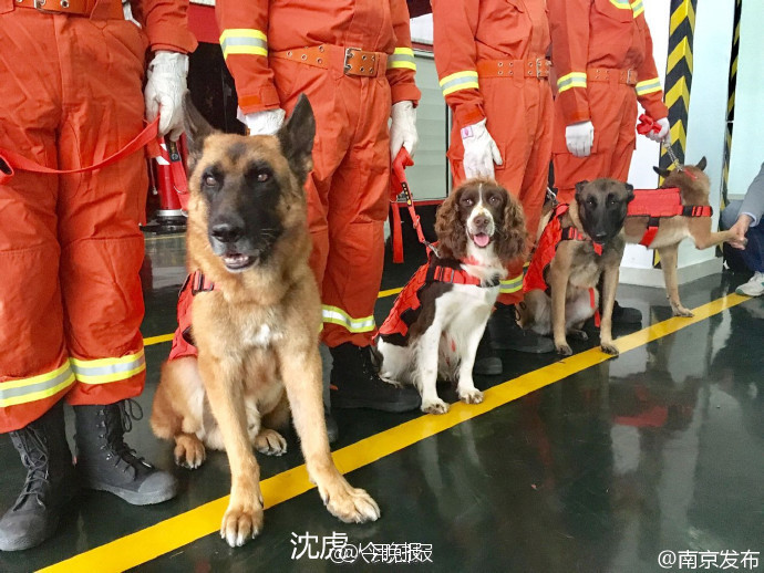 南京消防战士将带搜救犬一起退伍 曾共同在汶川救15人