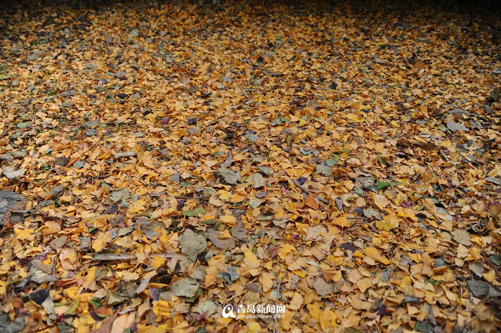 高清：青岛有个神奇的地方 现在依然是秋天