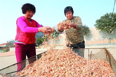 渔村年产海米200万斤 一户渔民一冬能赚5万元