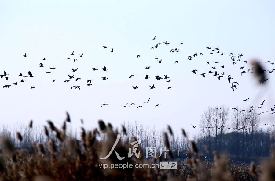 莱西姜山湿地碧波荡漾 成数以万计候鸟越冬天堂