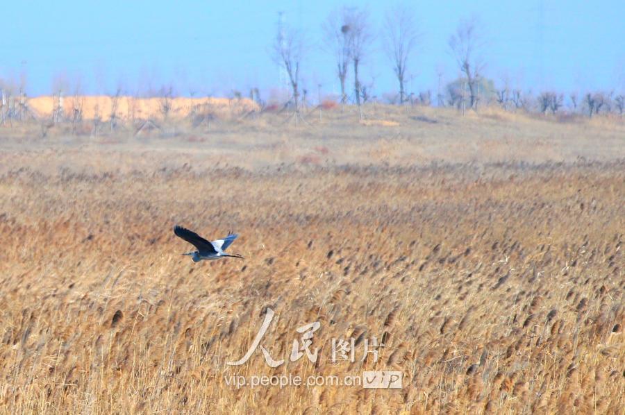 莱西姜山湿地碧波荡漾 成数以万计候鸟越冬天堂