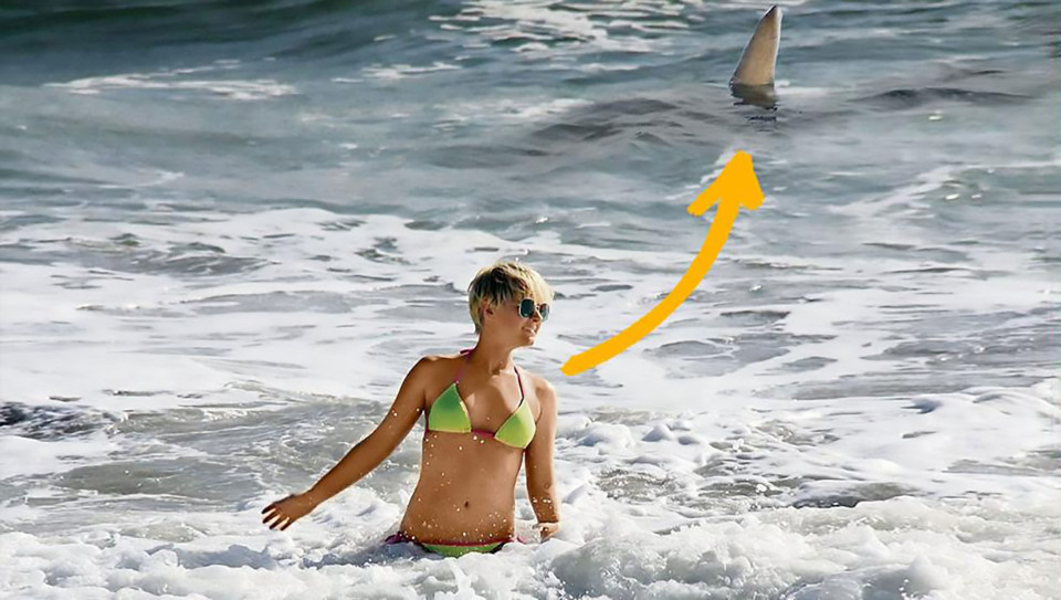 女模特海边游泳 鲨鱼就在她身后4米处(组图)