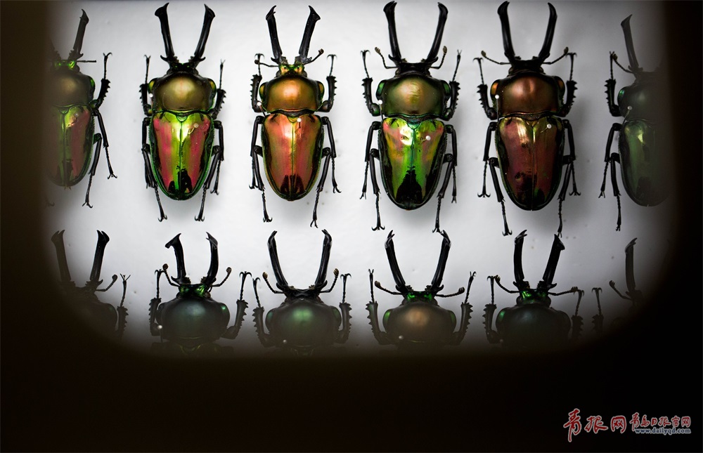 神奇动物在这里！青岛小哥养上千只甲虫当宠物
