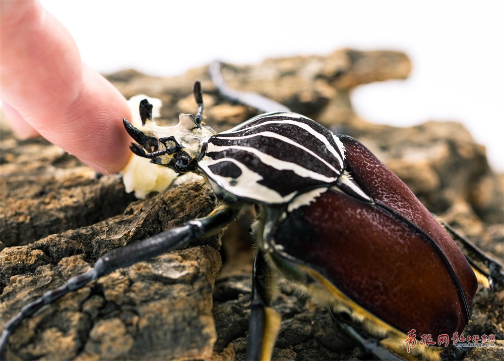 神奇动物在这里！青岛小哥养上千只甲虫当宠物