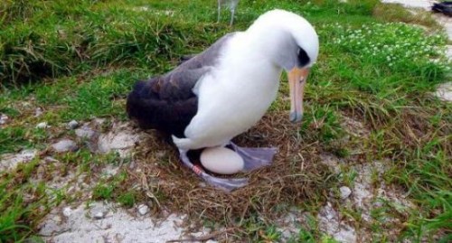 年约66岁的海鸟“智慧”(Wisdom)，再度孵蛋。