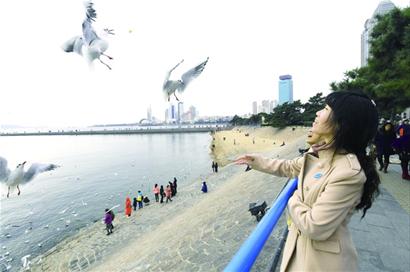 冬季到青岛来“鸥遇” 10万海鸥来青越冬