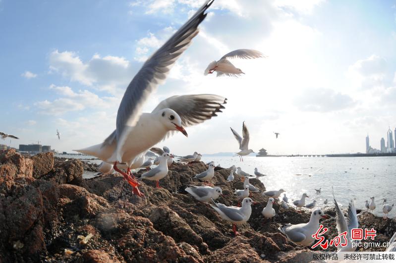 上万只红嘴鸥飞抵青岛栈桥越冬 觅食场面壮观