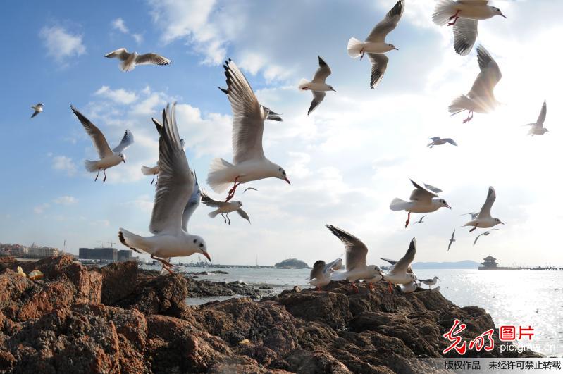 上万只红嘴鸥飞抵青岛栈桥越冬 觅食场面壮观