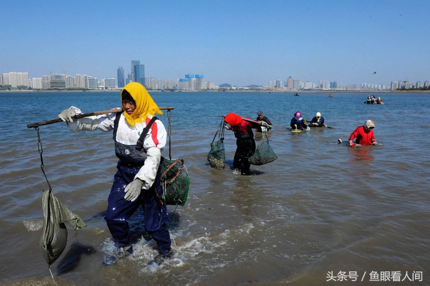 蛤蜊一挖一麻袋！青岛市民在没腰深海水中赶海